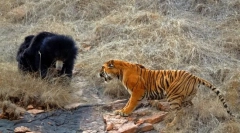 Kto je silnejší medveď alebo tiger?